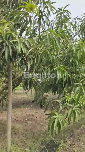 image TANAH KEBUN BUAH DEKAT BANDARA SOEKARNO HATTA (2)