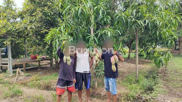 image TANAH KEBUN BUAH DEKAT BANDARA SOEKARNO HATTA (3)