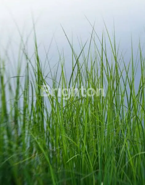 image TANAH 2 ARE DI BULELENG (1)