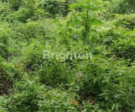 image LAHAN LOS SUNGAI DI PENEBEL (1)