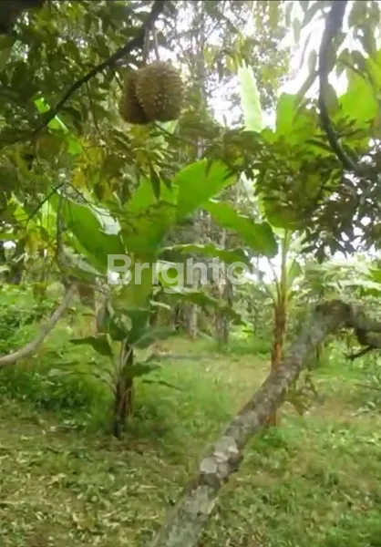 image KEBUN DUREN WONOSALAM SIAP UNTUK AGROBISNIS (1)