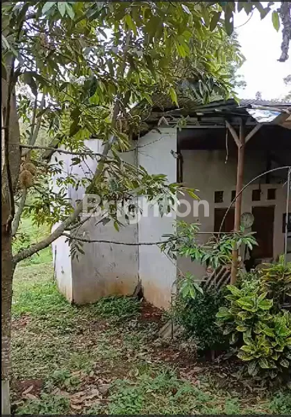 image KEBUN DUREN WONOSALAM SIAP UNTUK AGROBISNIS (2)