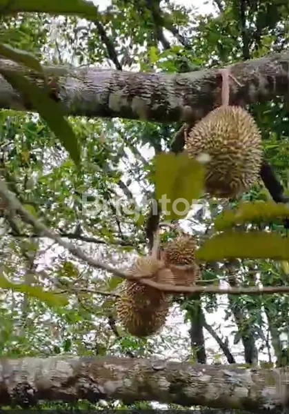 image KEBUN DUREN WONOSALAM SIAP UNTUK AGROBISNIS (3)