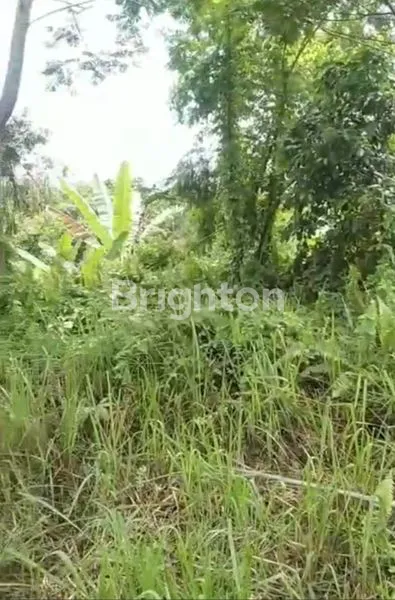 image TANAH DI PERBATASAN MEKARSARI BATURITI (4)