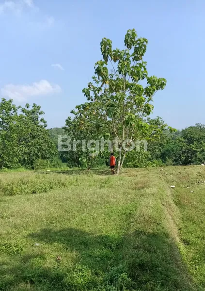 image TANAH SROYO PINGGIR SUNGAI BENGAWAN SOLO (2)