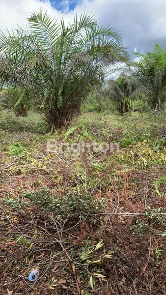 DIJUAL TANAH PINGGIR JALAN RAYA PALANGKARAYA