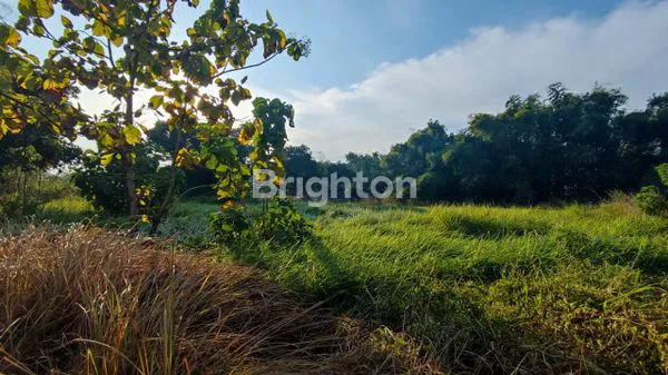 image TANAH SAWAH DS BANYUURIP KEDAMAEAN (1)