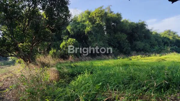 image TANAH SAWAH DS BANYUURIP KEDAMAEAN (3)