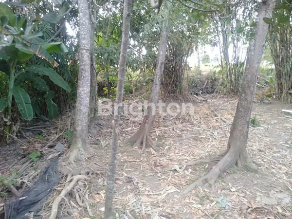 image TANAH DI GAGAKSIPAT BOYOLALI (3)