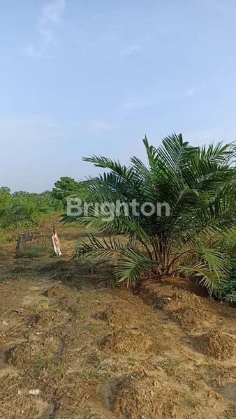 DIJUAL SAWIT MASIH AKTIF DI LABUSEL