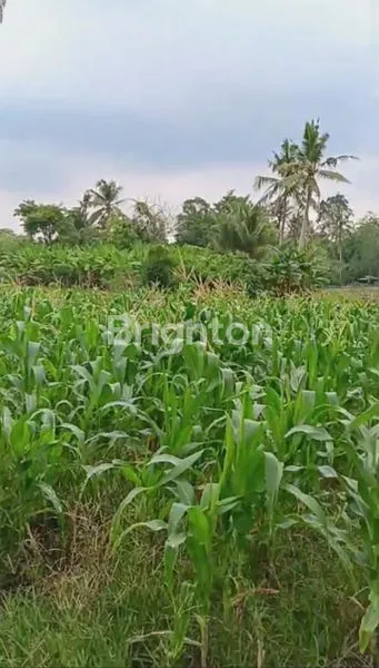 image JUAL TANAH KEBUN KALIANDA KOTA (1)