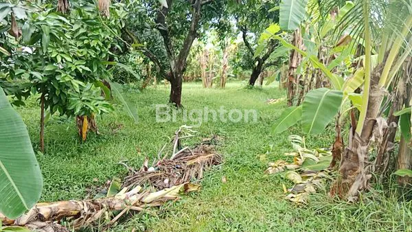TANAH 15 ARE PINGGIR JALAN RAYA DEKAT PANTAI KALIBUBUK SINGARAJA