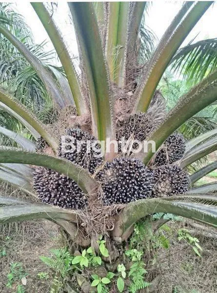 DIJUAL KEBUN SAWIT MASIH AKTIF DI SIMALUNGUN