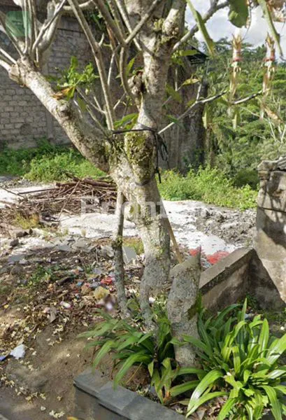 image TANAH PREMIUM KAWASAN WISATA ALAS HARUM TEGALLALANG (4)