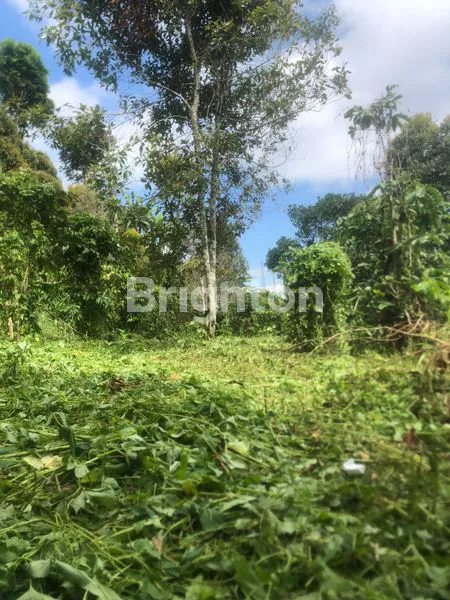 image TANAH DI JUAL PINGGIR JALAN RAYA  VIEW BUKIT DI DESA MUNDUK BULELENG  (1)