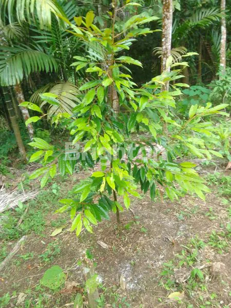 image TANAH PINGGIR JALAN UTK LAHAN PERTANIAN (3)