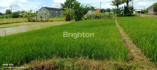 image TANAH SAWAH SIDOMOYO GODEAN (2)