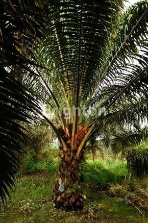 image JUAL LAHAN SAWIT DAERAH LANGKAT (1)