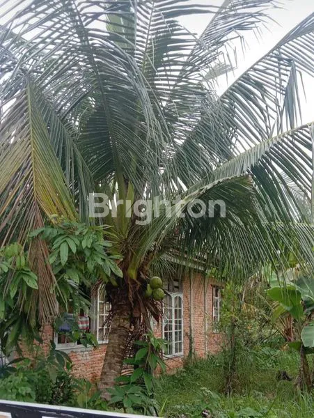 image TANAH DAN RUMAH, JL. AMBARAWA. KEC. BUKIT RAYA, PEKANBARU (2)