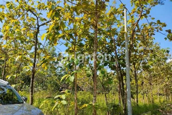 image TANAH COCOK UNTUK INVESTASI AREA NGAWEN GUNUNGKIDUL YOGYAKARTA (3)