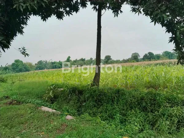image TANAH SAWAH SIDOGIRI KABUPATEN PASURUAN  (2)