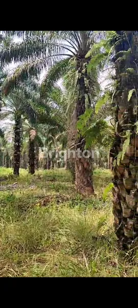 TANAH KEBON SAWIT DIJUAL CEPAT DI TANJUNGAN LAMPUNG SELATAN