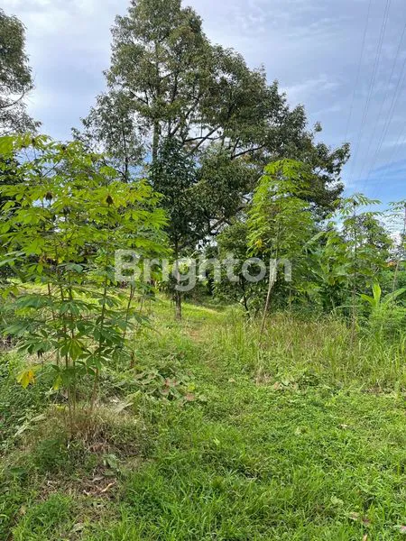 image DIJUAL KEBUN DUREN SELUAS 2 HEKTAR DI BOGOR HARGA RP.350RB/METER (4)