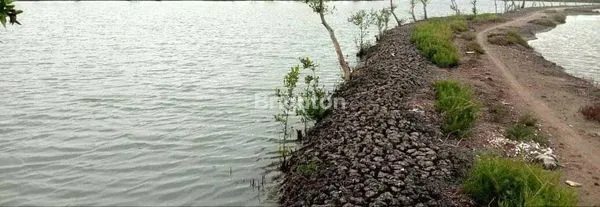 image TANAH TAMBAK AKTIF DI KOTA GRESIK (2)