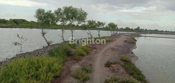 image TANAH TAMBAK AKTIF DI KOTA GRESIK (4)