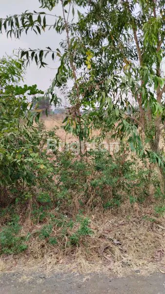 image JUAL TANAH BUTUH UANG (1)