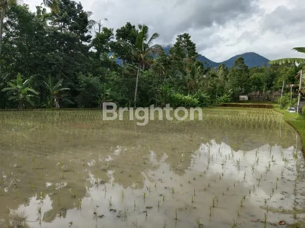 image TANAH DEKAT JATILUWIH PENEBEL TABANAN (4)
