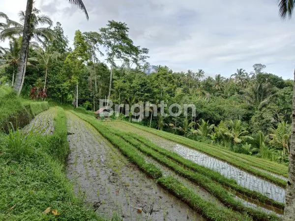 image TANAH DEKAT JATILUWIH PENEBEL TABANAN (5)
