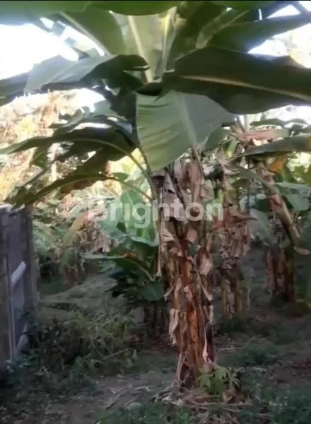 image TANAH PINGGIR JALAN DI PERING GIANYAR (2)