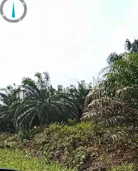 DIJUAL KEBUN KELAPA SAWIT DI RIAU