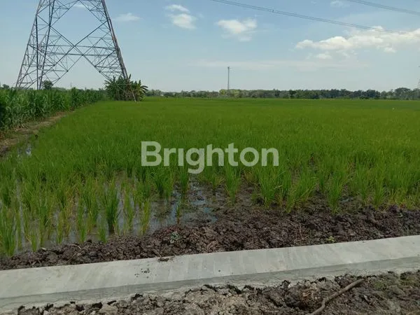 image TANAH SAWAH KEJAYAN PASURUAN 11.593 M² (1)