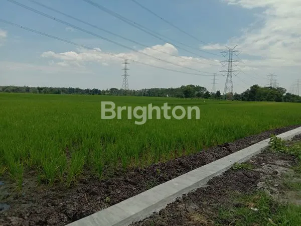 image TANAH SAWAH KEJAYAN PASURUAN 11.593 M² (2)