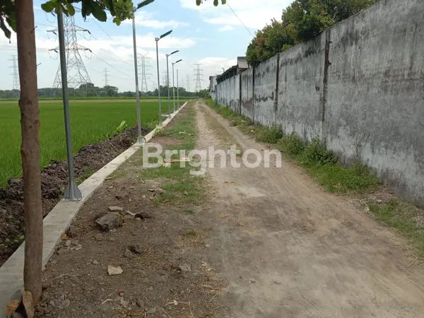 image TANAH SAWAH KEJAYAN PASURUAN 11.593 M² (6)