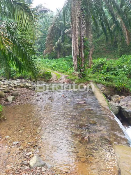 DIJUAL KEBUN KELAPA SAWIT DI LANGKAT