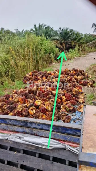 KEBUN SAWIT DI PULAU RIMAU PALEMBANG SUMSEL INDONESIA