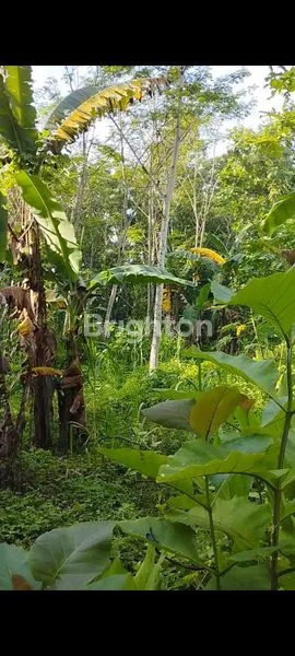 image TANAH PEKARANGAN DISENTOLO (6)