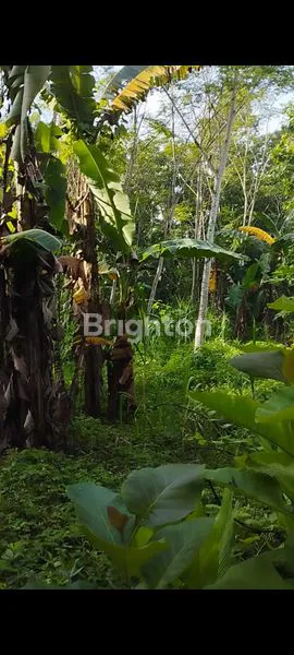 image TANAH PEKARANGAN DISENTOLO (7)