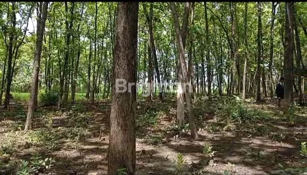 image TANAH 5.902 M2 DI DESA WARUNGERING LAMONGAN (2)