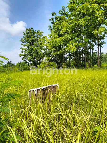 image TANAH KAVLING BALONG PANGGANG SELANGKAH KE PASAR HEWAN (5)