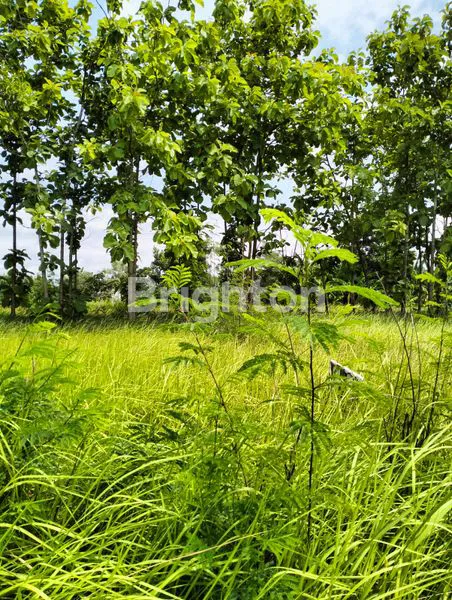 image TANAH KAVLING BALONG PANGGANG SELANGKAH KE PASAR HEWAN (4)