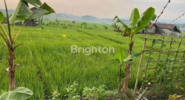TANAH SAWAH DI CIMALAKA SUMEDANG