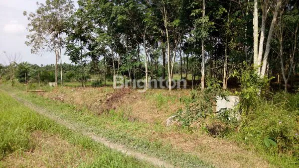 image TANAH LUAS 3000 JLN MATOA (1)