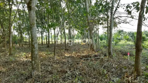 image TANAH LUAS 3000 JLN MATOA (5)