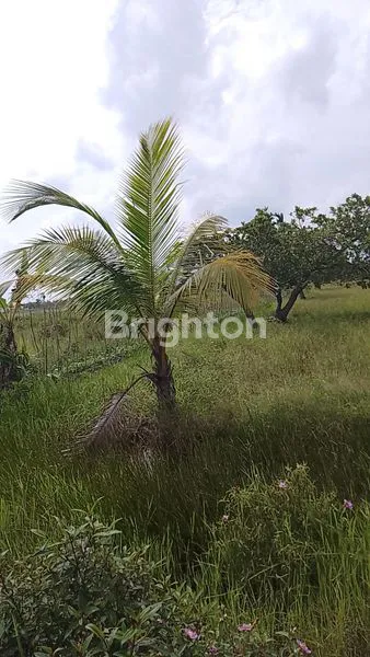 TANAH MURAH DI MATA MERAH PALEMBANG SUMSEL INDONESIA