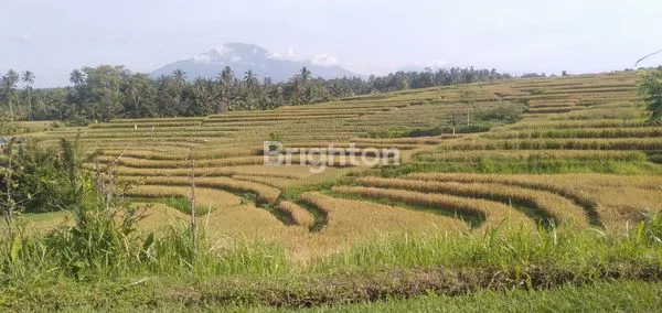 TANAH DI REJASA, PENEBEL , LOKASI STRATEGIS!
