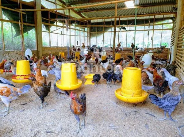 image VILLA+KEBUN BUAH, SERTA PETERNAKAN SANGAT COCOK UNTUK INVESTASI, KP CITEUREUP, LEUWILIANG, BOGOR, JAWA BARAT  (7)